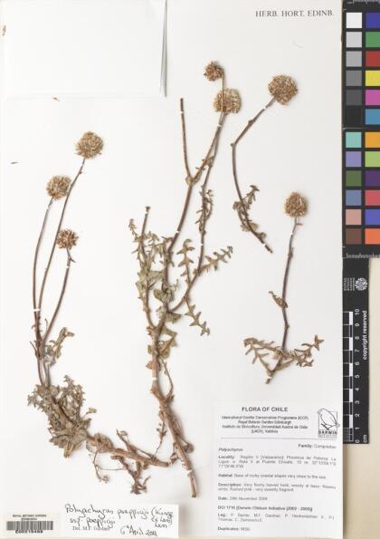 Polyachyrus poeppigii subsp. poeppigii [Espécimen: ]