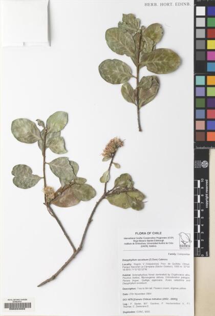 Archidasyphyllum excelsum [Espécimen: ]