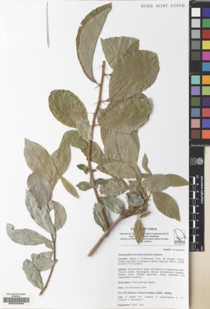 Archidasyphyllum excelsum [Espécimen: ]