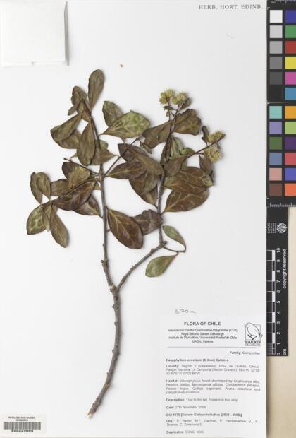 Archidasyphyllum excelsum [Espécimen: ]