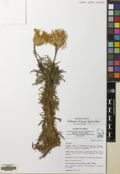 Plectocephalus chilensis [Espécimen: ]