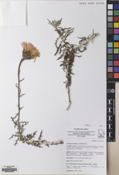 Plectocephalus chilensis [Espécimen: ]