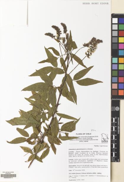 Otholobium glandulosum [Espécimen: ]