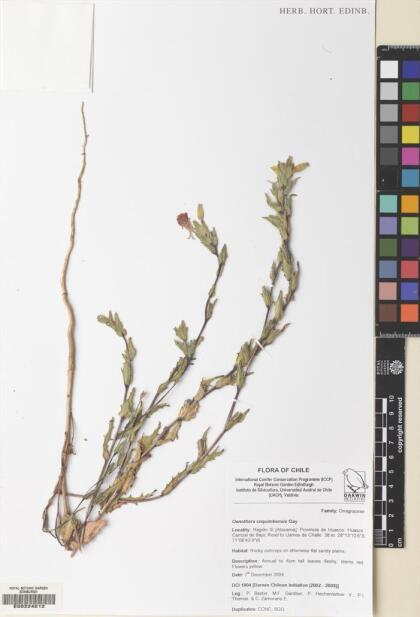 Oenothera coquimbensis [Espécimen: ]