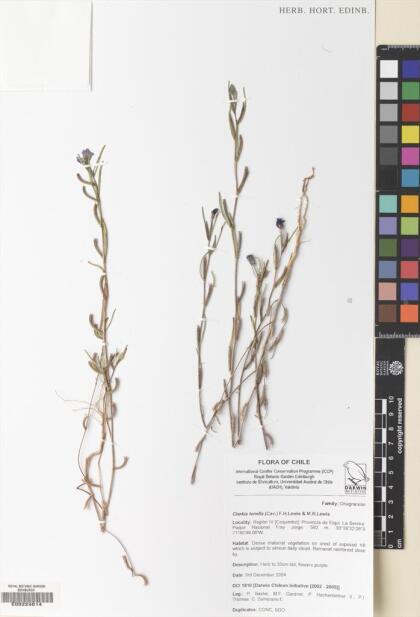 Clarkia tenella [Espécimen: ]