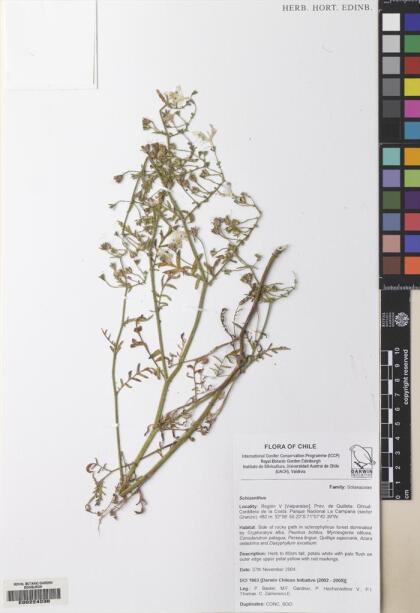 Schizanthus litoralis var. humilis [Espécimen: ]