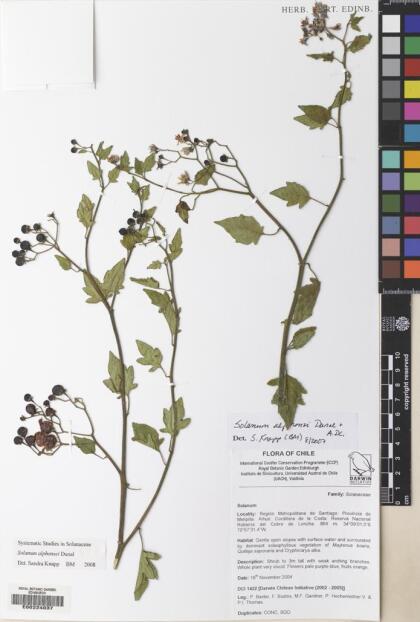 Solanum alphonsei [Espécimen: ]