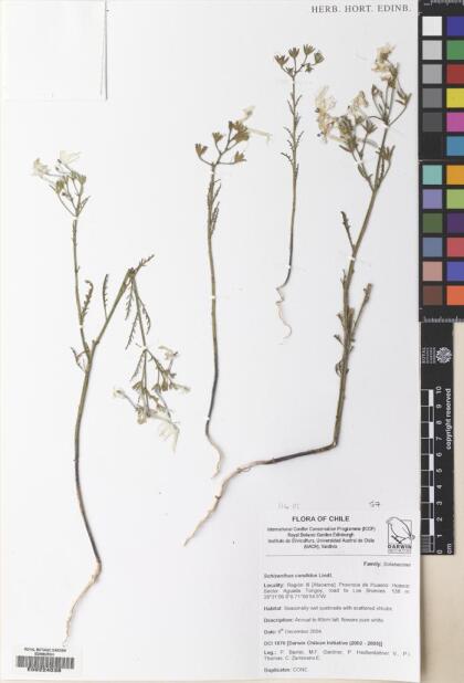 Schizanthus candidus [Espécimen: ]