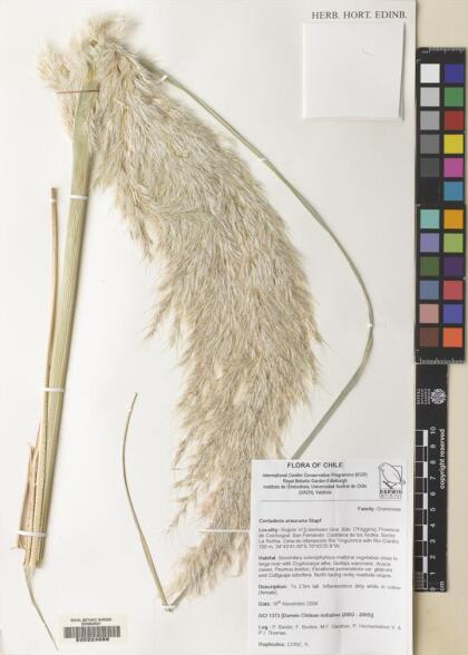 Cortaderia araucana [Espécimen: ]