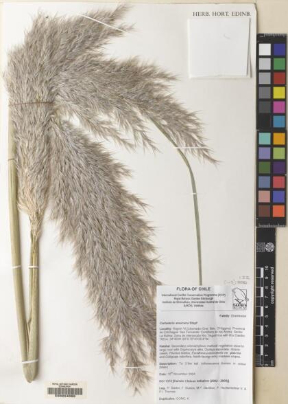 Cortaderia araucana [Espécimen: ]