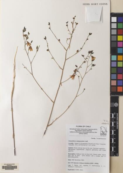 Conanthera campanulata [Espécimen: ]