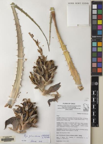 Puya gilmartiniae [Espécimen: ]