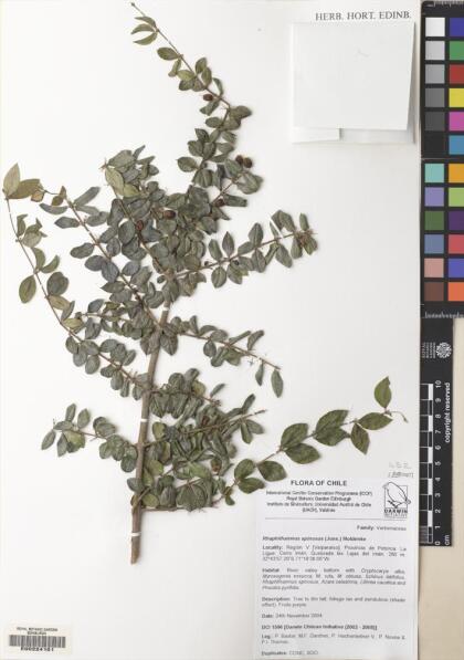 Rhaphithamnus spinosus [Espécimen: ]