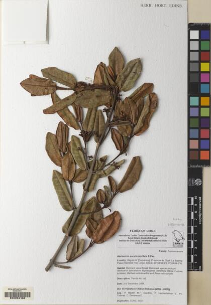 Aextoxicon punctatum [Espécimen: ]