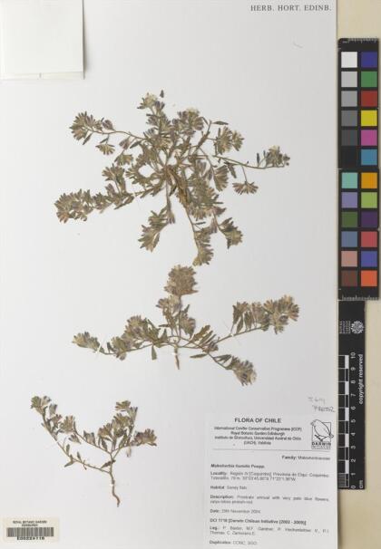 Malesherbia humilis var. humilis [Espécimen: ]