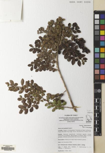 Azara microphylla [Espécimen: ]