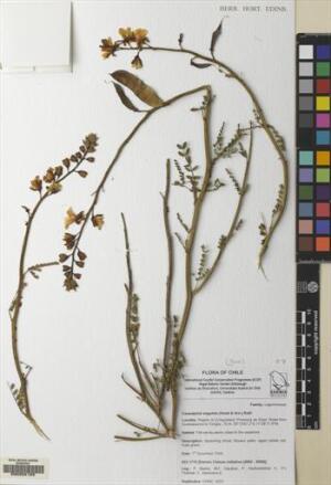 Erythrostemon angulatus [Espécimen: ]