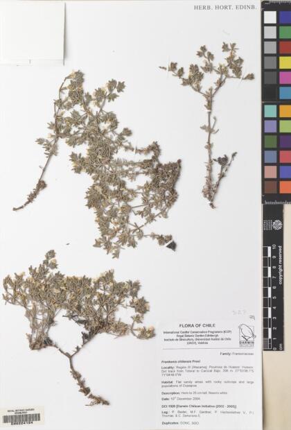 Frankenia chilensis [Espécimen: ]
