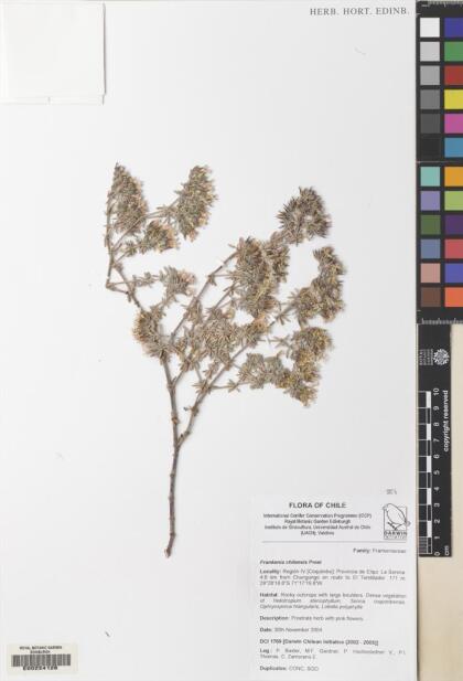 Frankenia chilensis [Espécimen: ]