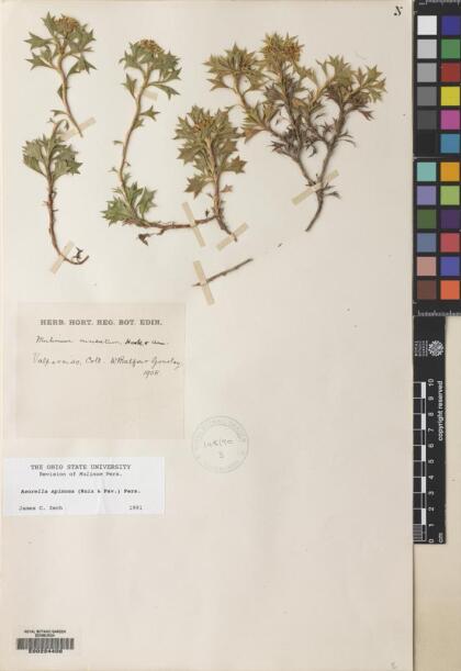 Azorella spinosa [Espécimen: ]