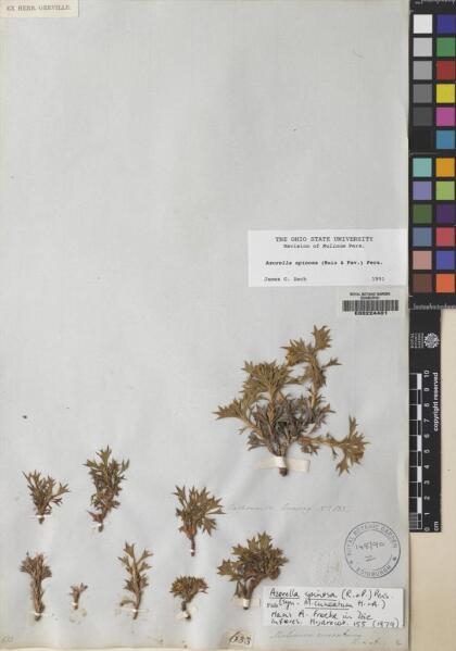Azorella spinosa [Espécimen: ]