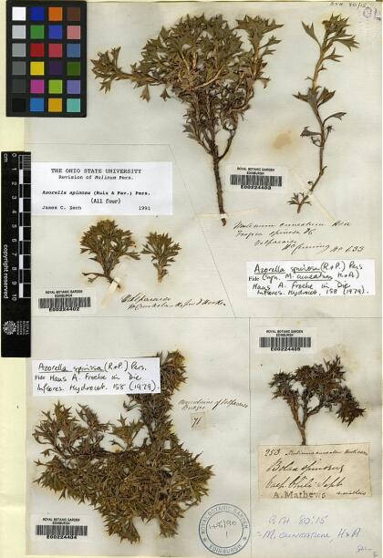 Azorella spinosa [Espécimen: ]