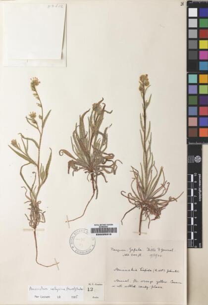 Amsinckia calycina [Espécimen: ]