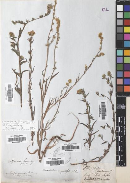 Cryptantha glomerata [Espécimen: ]