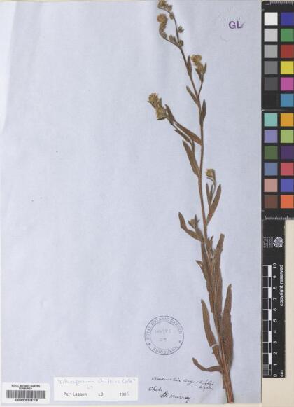 Amsinckia calycina [Espécimen: ]