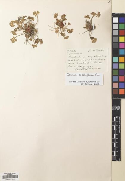 Geranium sessiliflorum [Espécimen: ]