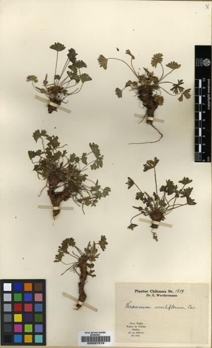 Geranium sessiliflorum [Espécimen: ]