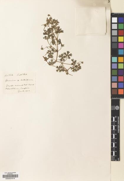 Geranium berteroanum [Espécimen: ]