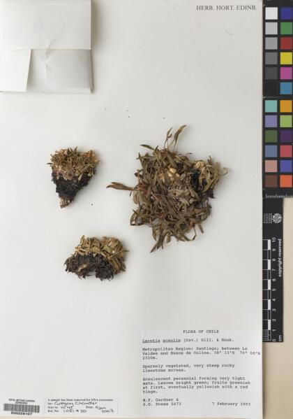 Azorella ruizii [Espécimen: ]