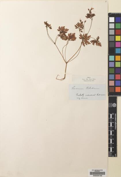 Geranium robertianum [Espécimen: ]