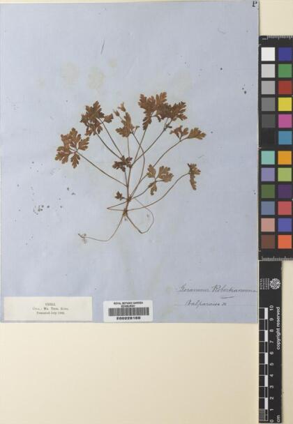 Geranium robertianum [Espécimen: ]