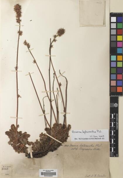 Acaena leptacantha [Espécimen: ]