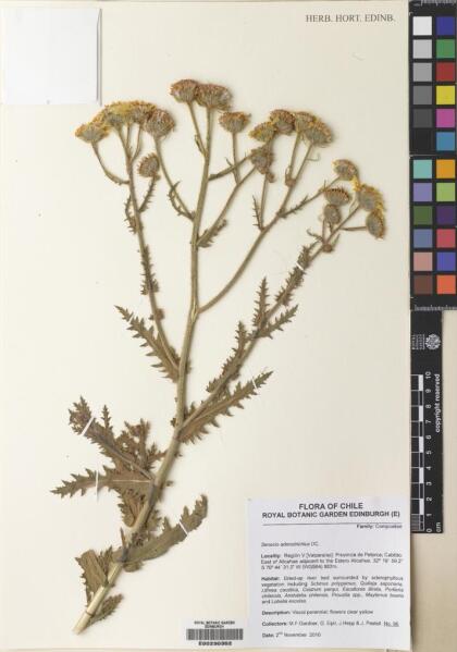 Senecio adenotrichius [Espécimen: ]