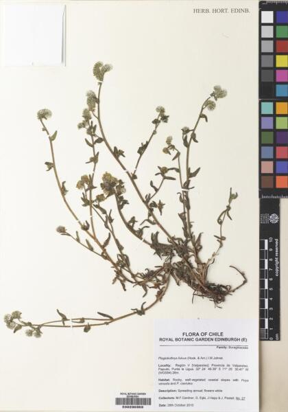 Plagiobothrys muricatus [Espécimen: ]