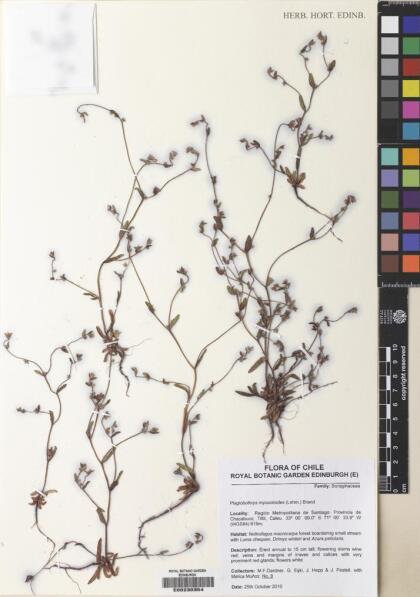 Plagiobothrys myosotoides [Espécimen: ]