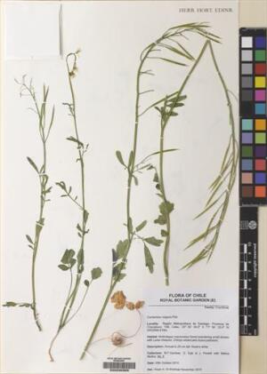 Cardamine vulgaris [Espécimen: ]