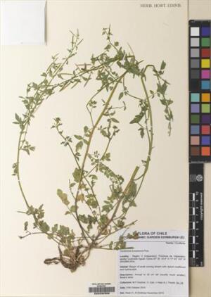 Cardamine bonariensis [Espécimen: ]