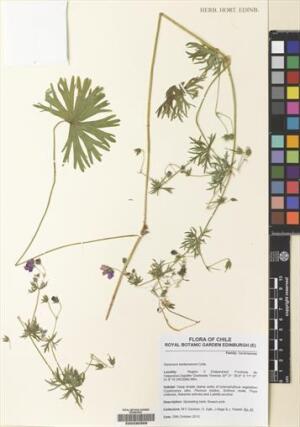 Cardamine bonariensis [Espécimen: ]