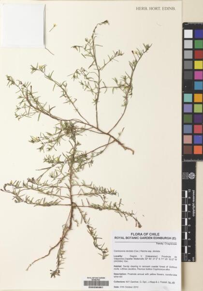 Camissonia dentata [Espécimen: ]