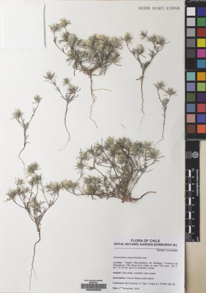 Chaetanthera moenchioides [Espécimen: ]