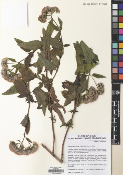 Aristeguietia salvia [Espécimen: ]