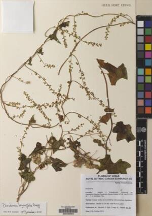 Dioscorea bryoniifolia [Espécimen: ]