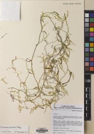 Dioscorea saxatilis [Espécimen: ]
