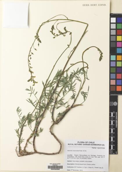 Adesmia mucronata [Espécimen: ]