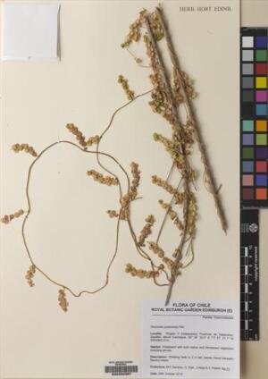 Dioscorea pedicellata [Espécimen: ]