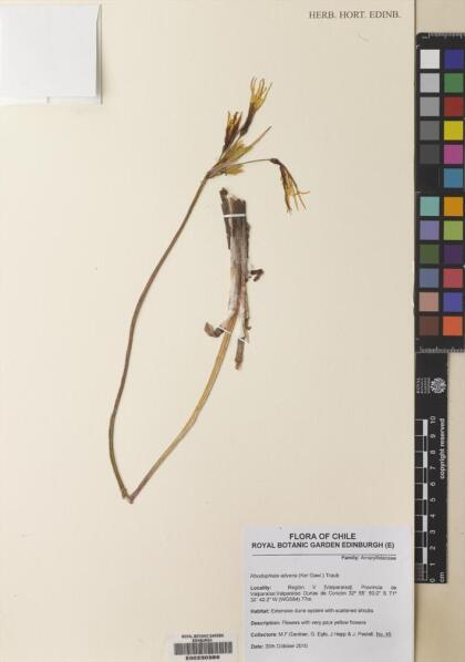Zephyranthes advena [Espécimen: ]